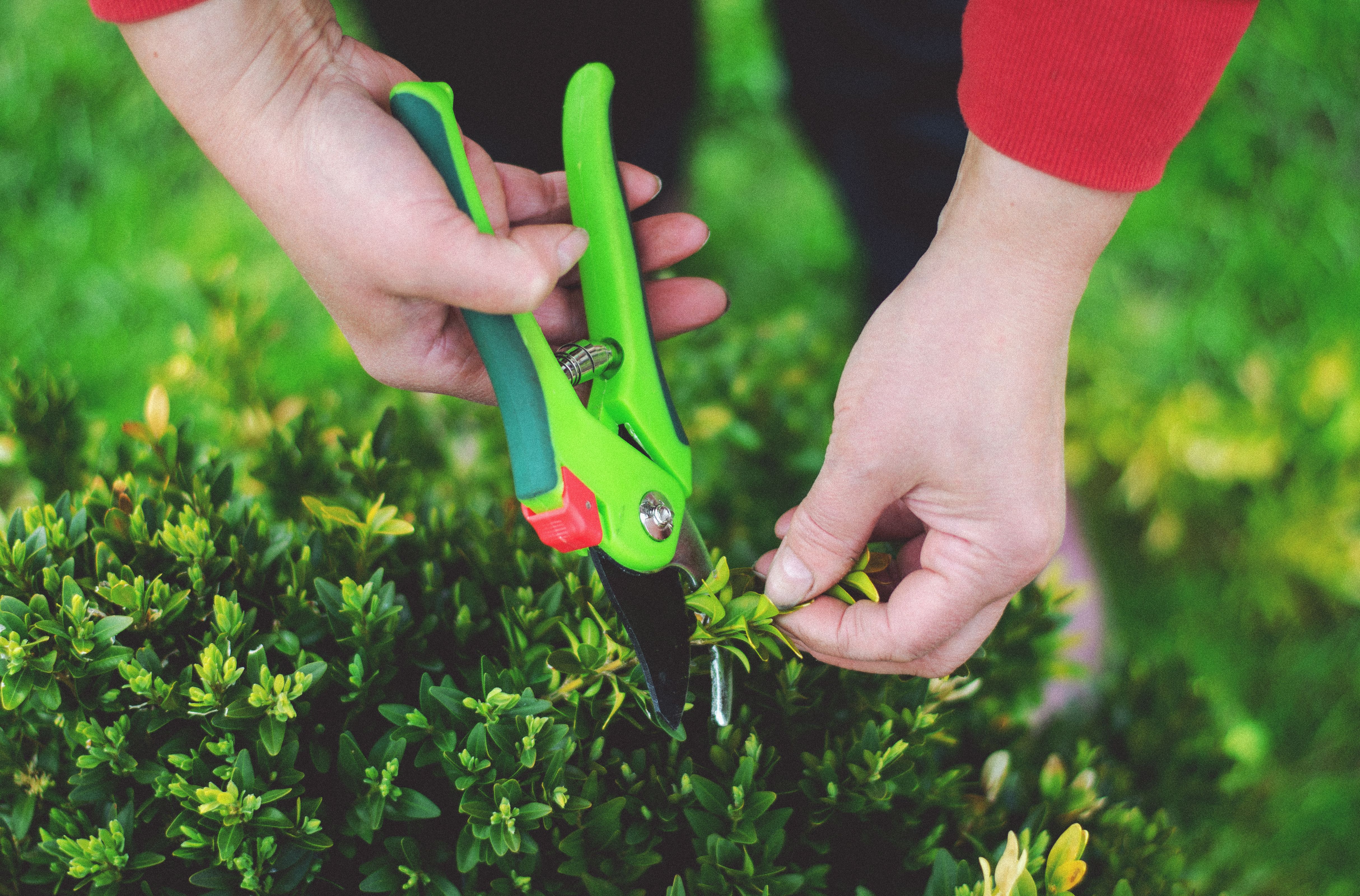 A gardener using hand shears among green garden plants
